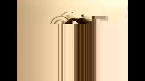 tastytexas24 online show from February 9, 2026, 12:47 am