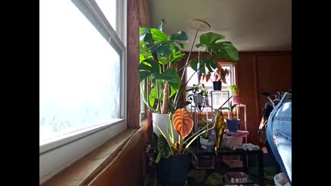 therizzler_1_of_1 online show from December 17, 2024, 3:49 pm