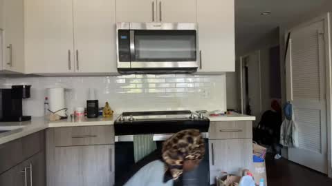 Snapshot of thevixensapphire chatting on April 10, 2026, 2:55 pm Sapphire the Vixen online show from April 10, 2026, 2:55 pm