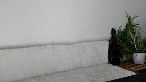 thief_of_hearts_ online show from November 26, 2025, 9:54 am