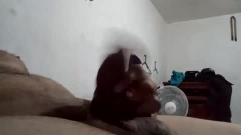 Snapshot of tobe557337 chatting on December 17, 2024, 7:29 am tobe557337 online show from December 17, 2024, 7:29 am