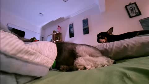 Snapshot of veronnika_hill chatting on January 17, 2026, 10:46 pm veronica online show from January 17, 2026, 10:46 pm