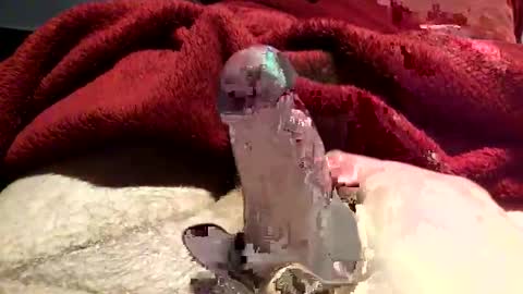 Snapshot of virtual_hand_player chatting on January 31, 2025, 6:36 pm virtual_hand_player online show from January 31, 2025, 6:36 pm