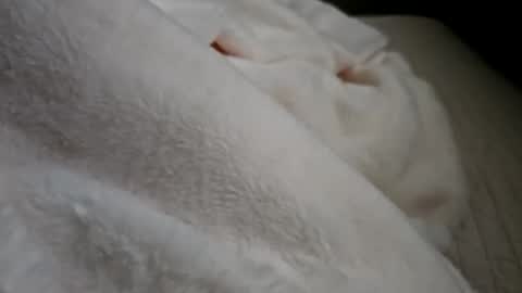 Snapshot of what_whaaat chatting on September 21, 2025, 5:03 pm what_whaaat online show from September 21, 2025, 5:03 pm