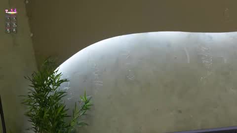 Ms Willow online show from March 21, 2026, 11:48 am