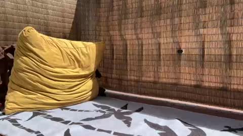 Snapshot of wolfdeep chatting on September 11, 2025, 5:46 pm Sweetdog online show from September 11, 2025, 5:46 pm