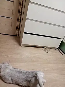 Snapshot of Linda_Gregory chatting on February 18, 2026, 11:33 pm Linda Gregory online show from February 18, 2026, 11:33 pm