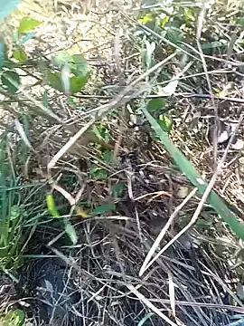 Snapshot of Nkumar173 chatting on November 11, 2025, 5:51 am Nkumar173 online show from November 11, 2025, 5:51 am