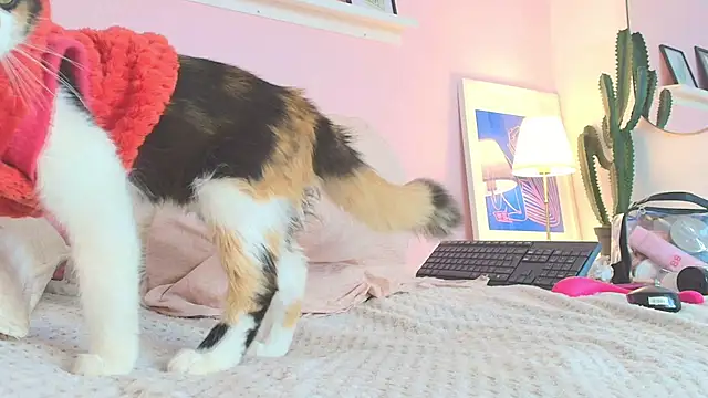 Snapshot of MARAFOX69 chatting on February 25, 2025, 8:36 am MARAFOX69 online show from February 25, 2025, 8:36 am