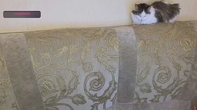 gertanord online show from October 26, 2025, 2:23 pm