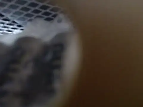 lovense test04 online show from October 31, 2025, 9:21 am