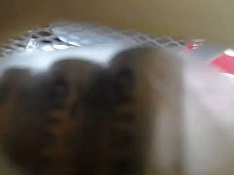 Snapshot of lovense_test04 chatting on February 11, 2026, 1:32 am lovense test04 online show from February 11, 2026, 1:32 am