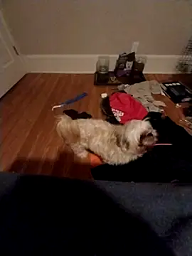 Snapshot of 420getsmehorny chatting on December 16, 2024, 2:04 am 420getsmehorny online show from December 16, 2024, 2:04 am