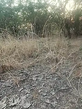 Snapshot of lovesuna chatting on December 20, 2025, 2:07 am lovesuna online show from December 20, 2025, 2:07 am