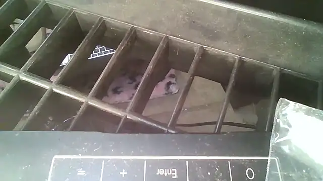 Snapshot of allissonw13 chatting on October 23, 2025, 8:46 am allissonw13 online show from October 23, 2025, 8:46 am