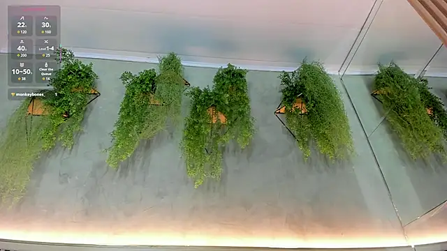 Lana Lann online show from September 22, 2025, 11:56 am