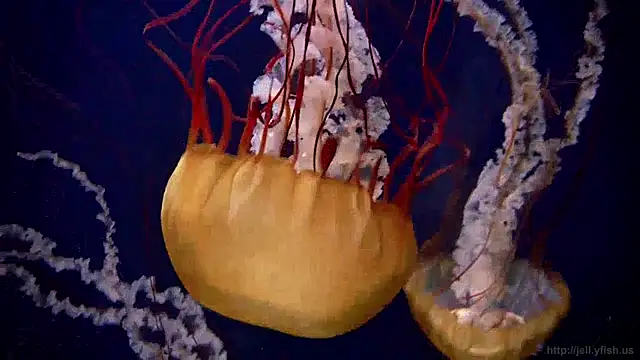 streamy test11 online show from April 3, 2026, 12:25 pm