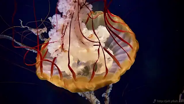 streamy test15 online show from November 6, 2025, 2:51 pm