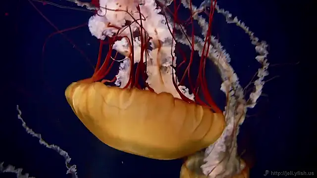 streamy test15 online show from November 11, 2025, 5:24 pm