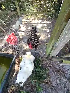 Mistress Melissa online show from February 4, 2025, 6:06 pm