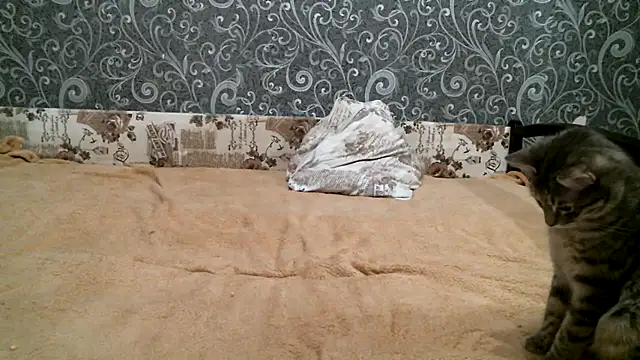 Snapshot of DennisXCaroll chatting on February 23, 2025, 8:33 pm DennisXCaroll online show from February 23, 2025, 8:33 pm