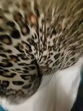 Snapshot of Cameltoekilla chatting on January 17, 2025, 2:08 am Cameltoekilla online show from January 17, 2025, 2:08 am