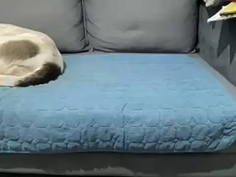 4small4inchlol online show from February 25, 2025, 5:47 pm