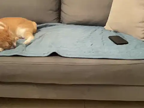 4small4inchlol online show from November 14, 2025, 3:55 pm