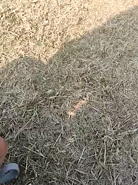 Snapshot of Gururonny07 chatting on January 16, 2025, 7:38 am Gururonny07 online show from January 16, 2025, 7:38 am