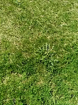 Snapshot of Gururonny07 chatting on March 5, 2025, 7:49 am Gururonny07 online show from March 5, 2025, 7:49 am