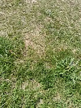 Snapshot of Gururonny07 chatting on March 6, 2025, 7:57 am Gururonny07 online show from March 6, 2025, 7:57 am