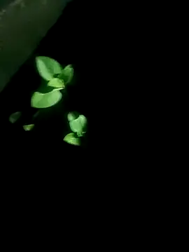 AloneDick online show from October 17, 2025, 1:03 pm