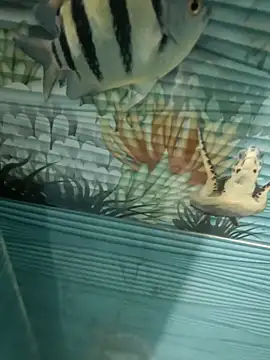 Mr joh online show from November 7, 2025, 6:02 am