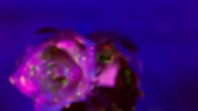 Snapshot of HeyBananas chatting on January 18, 2026, 7:28 pm HeyBananas online show from January 18, 2026, 7:28 pm