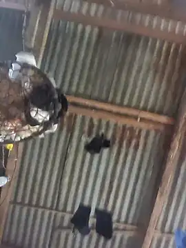 Snapshot of Reynold2608 chatting on December 22, 2025, 8:50 pm Reynold2608 online show from December 22, 2025, 8:50 pm