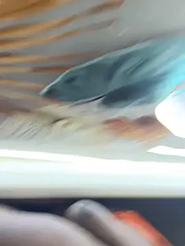 Snapshot of BigBossaNova69 chatting on October 8, 2025, 5:38 am BigBossaNova69 online show from October 8, 2025, 5:38 am