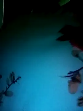 gunjan22 online show from December 31, 2024, 5:22 am