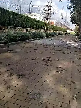 Snapshot of mehdi-l7away chatting on March 9, 2026, 3:05 pm mehdi-l7away online show from March 9, 2026, 3:05 pm