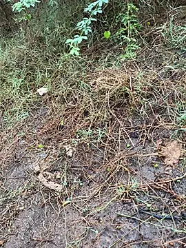 Snapshot of tamil000000 chatting on March 13, 2025, 1:43 am tamil000000 online show from March 13, 2025, 1:43 am