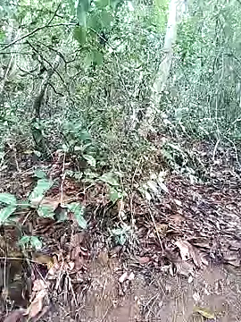 Snapshot of Danna-linyi chatting on March 1, 2025, 8:10 pm Danna-linyi online show from March 1, 2025, 8:10 pm