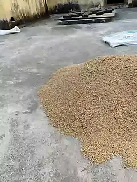 sweet suman online show from January 18, 2025, 11:21 am