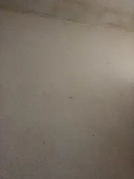 Snapshot of BELLAMORGANE1 chatting on November 2, 2025, 9:22 am BELLAMORGANE1 online show from November 2, 2025, 9:22 am