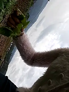 Snapshot of hebe-02 chatting on October 26, 2025, 5:24 am hebe-02 online show from October 26, 2025, 5:24 am