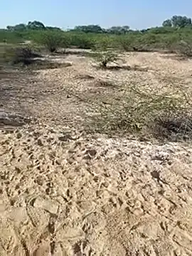 Delhi BoyBigcock online show from March 11, 2025, 3:05 am