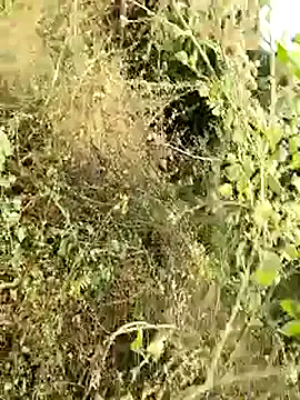 Snapshot of himvilohi08 chatting on January 8, 2026, 4:15 am himvilohi08 online show from January 8, 2026, 4:15 am