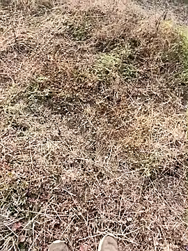 Snapshot of himvilohi08 chatting on January 9, 2026, 4:04 am himvilohi08 online show from January 9, 2026, 4:04 am