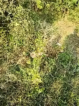 Snapshot of himvilohi08 chatting on January 10, 2026, 10:50 am himvilohi08 online show from January 10, 2026, 10:50 am