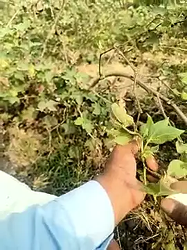 Snapshot of himvilohi08 chatting on February 5, 2026, 4:39 am himvilohi08 online show from February 5, 2026, 4:39 am