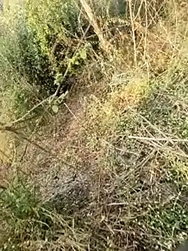 Snapshot of himvilohi08 chatting on February 11, 2026, 3:11 am himvilohi08 online show from February 11, 2026, 3:11 am