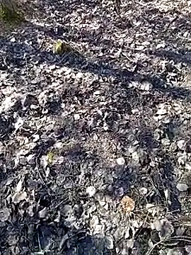 Snapshot of DawidSpandel chatting on March 16, 2025, 9:49 am DawidSpandel online show from March 16, 2025, 9:49 am